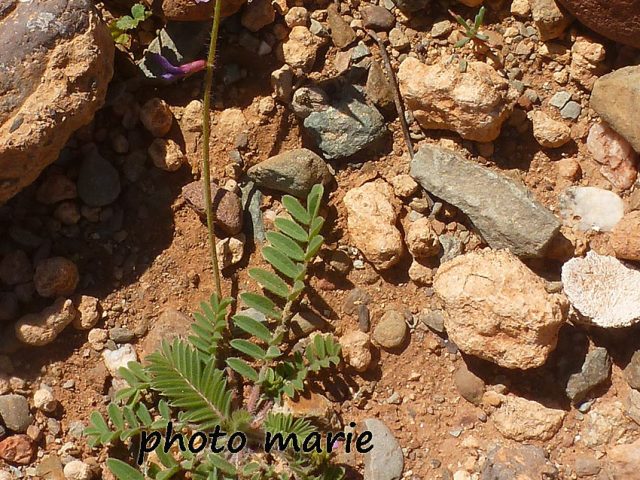 astragale marocaine