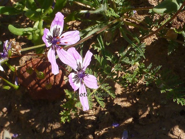 erodium touchyanum